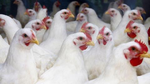 Flock of large white broiler chickens approximately 10 weeks old looking around. They have red bits around their faces and yellow beaks.