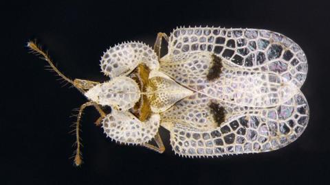 close up of a plane lace bug