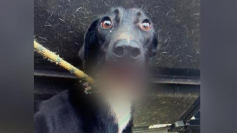 A black lurcher dog with a white chest looks to the camera, a rope lead around her neck. Her muzzle is blurred in the image because of her injuries.