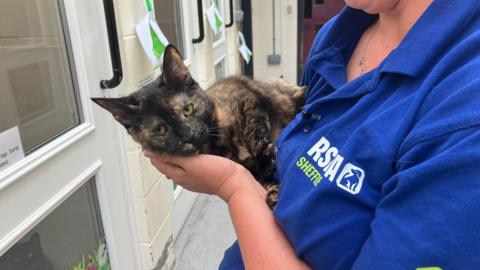 A close-up view of a tortoiseshell cat being held in the arms of a person wearing a bright blue polo shirt. The cat has a mottled coat of black, brown and cream colours, with distinctive lighter markings around the face and ears. The cat is resting comfortably across the person's forearms, with its body curled slightly and its head angled toward the camera. Its yellow-green eyes are open and clearly visible.
The person holding the cat is wearing a blue polo shirt with the white and yellow text "RSPCA Sheffield" and the RSPCA logo printed on the front. A small black clip-on microphone is attached near the shirt collar, and a silver necklace is visible around the neck.