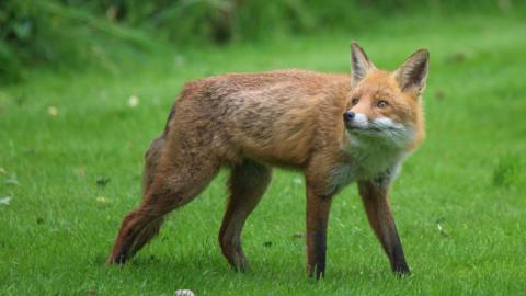 An alert rural red fox walking next to the hedgerow of a rural garden.