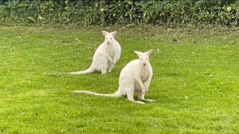 A white wallaby