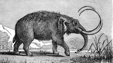 A black-and-white sketch of a mastodon with mountains behind it and tall grass next to it