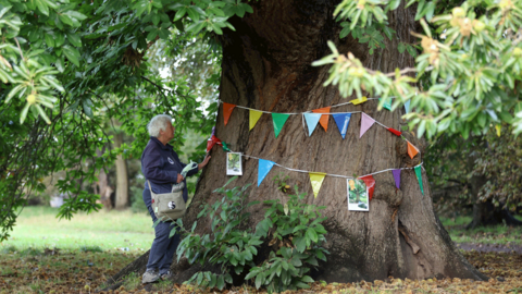 Multi-coloured bunting tied around the trunk of giant sweet chestnut tree in Wrexham which was crowned UK Tree of the Year in 2023