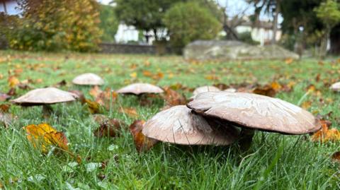 A cluster of wild mushrooms sit on rain drenched grass like mini umbrellas amidst a carpet of fallen orange leaves. A stone wall, some trees and a row of houses are out of focus but in the far distance.