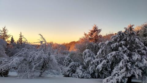 Clear blue skies over snowy trees and deep lying snow