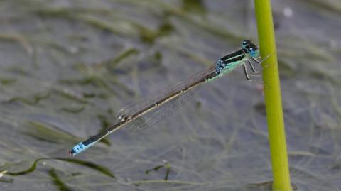 A damselfly with a blue and black body clings to a green stem. It has a long black tail with a blue tip.