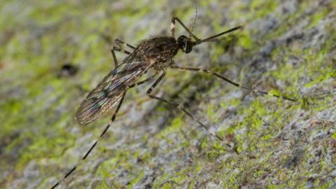 Culiseta annulata, otherwise known as banded mosquitoes, is a large six-legged insect. It is brown with yellow tinges.