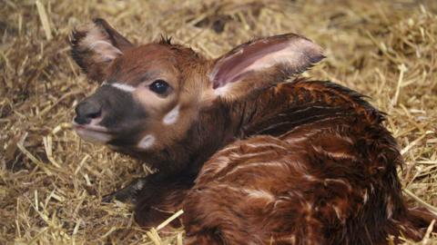 The baby bongo has short fluffy dark chestnut hair with a slightly tufted mane from its shoulders to its rump. It almost resembles a deer and has large dark eyes. Its lay down, curled into some hay with its ears pointing outwards. They are very big compared to the size of the calf. The baby bongo also has white marks on its hair, two white horizontal lines over its nose, two oval shaped lines on the right side of its face and horizontal lines spanning from its back down to the sides of its stomach. 