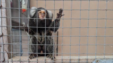 A marmoset was seen clinging to the mesh walls. 