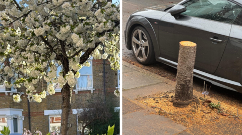 Tree on the left has pink and white blossoms on a sunny day where as image on the right shows a newly cut stump with sawdust on the ground.