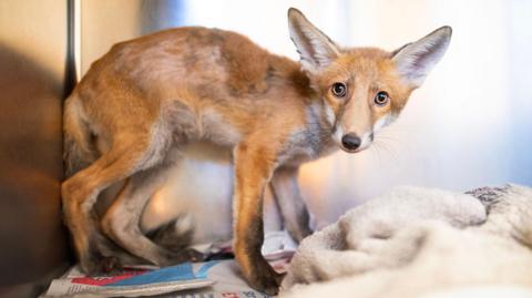 A fox cub is looking at the camera. He has very large ears and amber-coloured eyes. His ginger and white fur is matted in places. He is standing in some sort of pen and there is newspaper and a towel on the floor