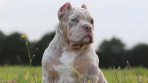 A brown and white dog sits in the middle of a field and looks to our right. The dog's ears have been cropped.