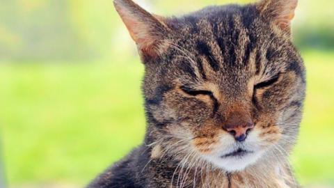 A close up of a healthy tabby cat closing its eyes.
