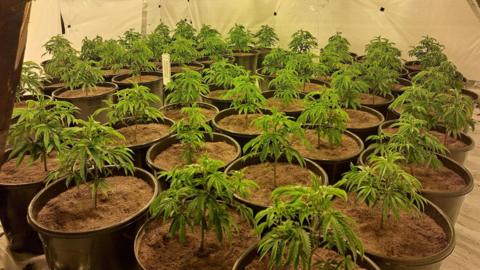 Rows of young cannabis plants, which have each been placed in their own large pot. The walls and floor of the room they are in is covered in white sheeting.
