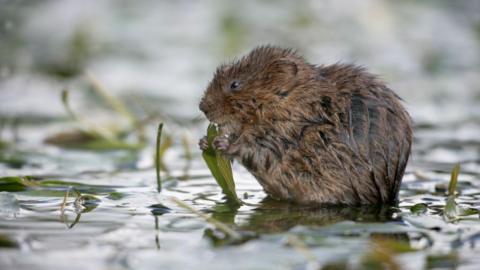 A small brown water vole sitting in a shallow body of water, nibbling at a leaf that it's holding between its front paws. The surrounding water is full of the same vegetation. 