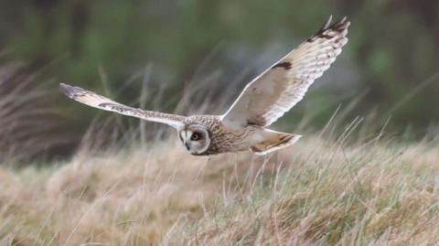 A short-eared owl, its wings spread wide, swoops over some grass