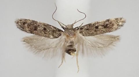 Small brown moth Gelechia scotinella it is a dark chocolate-brown moth with tiny silvery spots along its forewings 