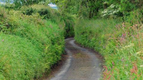 Overgrown plants and grass along a country road