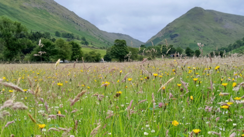 A field is lush with yellow, pink and white wildflowers. There are fells in the background.