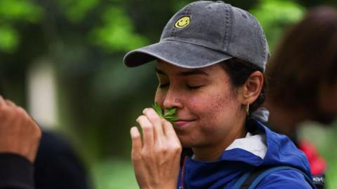 A woman in a blue raincoat and grey baseball cap smells the leaves of a sweet woodruff plant