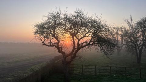 Sun rises as seen through branches of tree in field