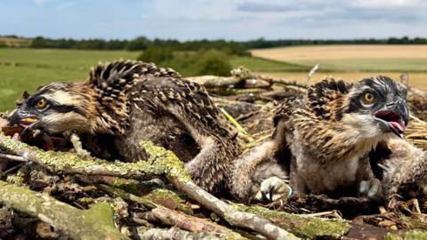 Two osprey chicks perched in a nest above the ground. Rolling countryside is visible behind them.