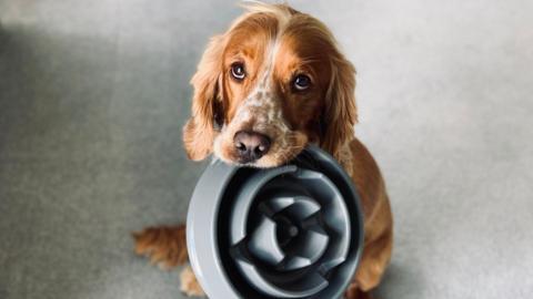 A puppy holding a bowl