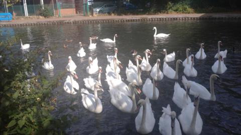 About 30 swans on a waterway heading towards the camera - there are trees and a building in the background on what looks to be a sunny day in Newbury