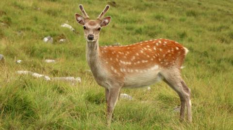 A wild Irish deer in the mountains above Glendalough valley