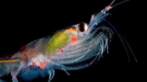 The image shows a highly magnified image of a krill - a marine crustacean that is a few centimeres long when fully grown. The detail shows its large eye, some of its internal anatomy visible through its translucent body and multiple pairs of legs that it uses for swimming and for trapping food.  