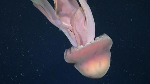 A giant pink phantom jellyfish floating in deep and dark sea waters off Argentina