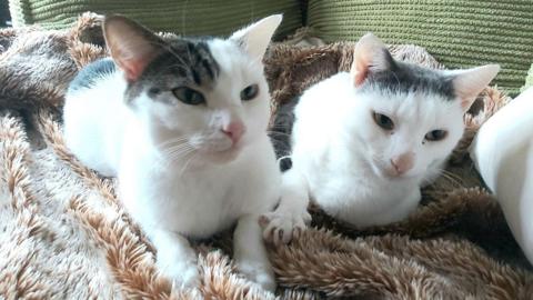 White and grey cats 