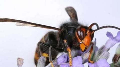 A close up image of a yellow-legged hornet - also known as an Asian hornet - on a blue flower