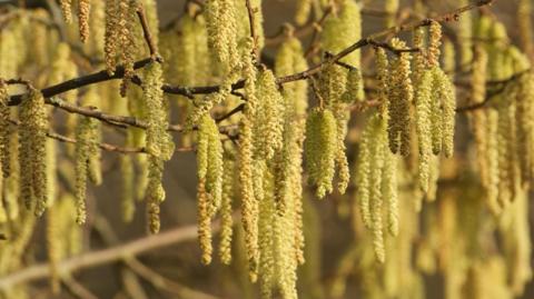 A close-up shot of catkins hanging from the branch of a hazel tree