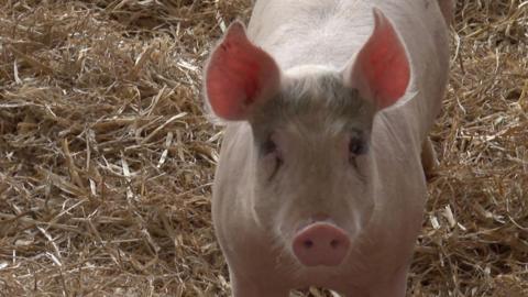 A small pink pig standing in hay looking at the camera