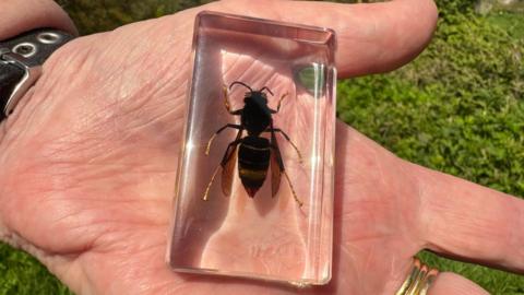 A close up that shows a hand holding a clear display case with an Asian hornet. 