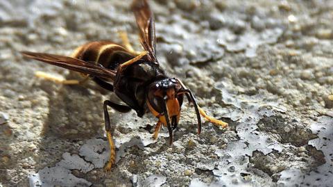 Asian hornet photographed on a rock. The insect is dark brown with a yellow head and partially yellow legs and yellow stripes on its dark body