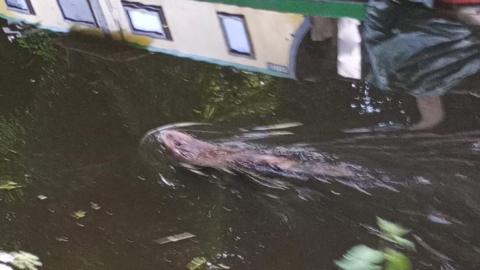 An otter swimming in a canal