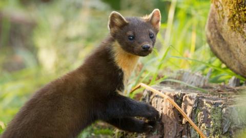 A cat-sized pine marten with brown fur and light fur around its neck, next to a tree stump.
