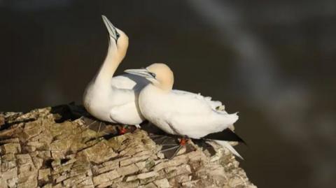 A photograph of two white birds perched on a  rock