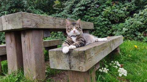 A cat is lying down on a wooden picnic bench looking straight at the camera. It has black and light brown stripes in its front legs and the top of its head, with a triangle of white fur covering its nose and chest. The picnic table sits on green grass with several green bushes behind it.