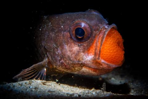 A male eastern gobbleguts.