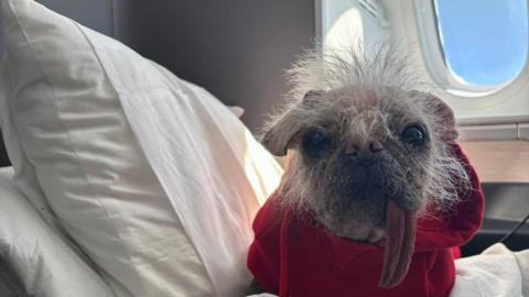 A striking-looking dog, which is a pug and Chinese crested cross, sits on a white pillow on an aeroplane seat in front of a oval window through which the blue sky can be seen. The dog has wild, white fur, a long red tongue and big brown eyes. It is wearing a red hooded jumper.