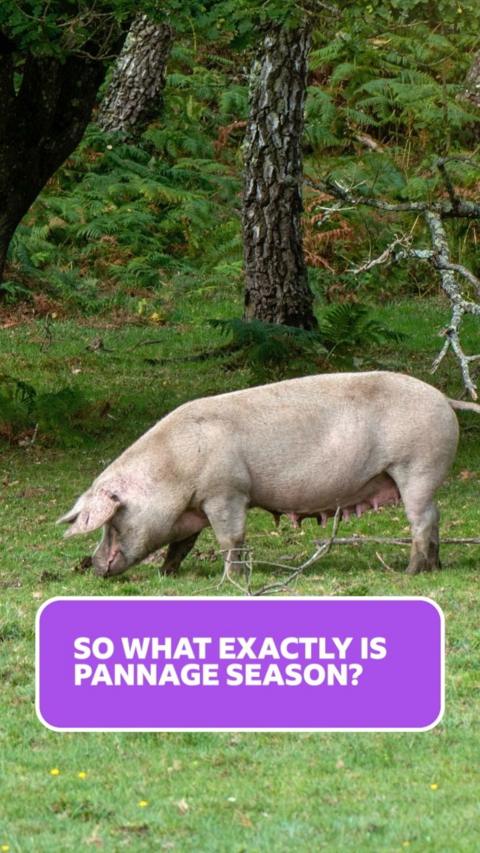 A pink pig is standing in a grass field with some trees in the background and its nose down to the ground sniffing