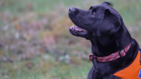 Flash - Black dog in profile looking up, wearing an orange vest and a patterned collar, outdoors on grass.