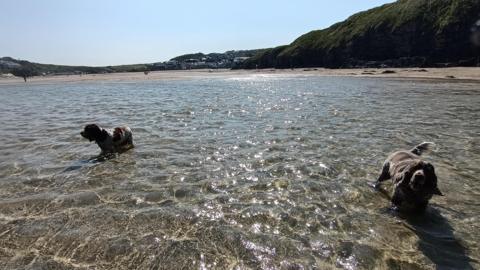 Two dogs in the sea in Cornwall. The dogs are brown and in a couple of inches of water. 