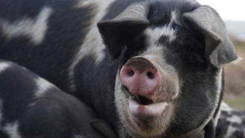 A close up of a black and white pig with a pink snout.