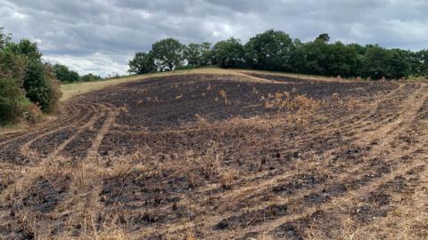A large area of grassland is burnt. The surrounding trees are untouched but the land is a mix of dark brown patched and light brown grass. 