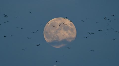 The supermoon is visible in the twilight as dozens of seagulls fly through the frame